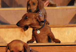dachshund un